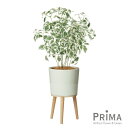 【公式】ベンジャミン エルナ H85cm 観葉植物 フェイクグリーン | GREENPARK 人工観葉植物 造花 おしゃれ リアル イミテーション インテリアグ...