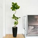 【公式】フィカスアルテシマ TPプランター H150cm 観葉植物 フェイクグリーン eco 【別倉庫直送品】 | GREENPARK 人工観葉植物 造花 おし...