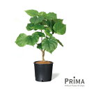 【ポイントUP】【公式】ウンベラータ インナーポット 6号 観葉植物 フェイクグリーン | GREENPARK 人工観葉植物 造花 おしゃれ リアル イミテーシ...
