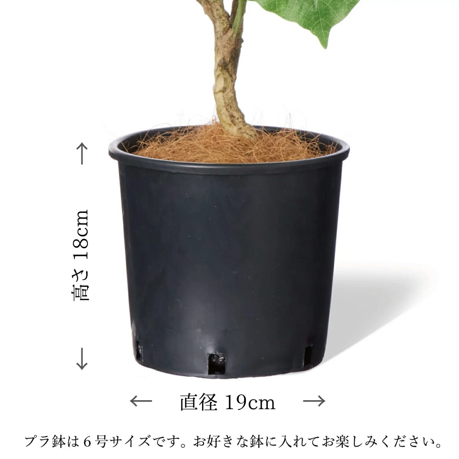 ウンベラータ インナーポット 6号 観葉植物 ...の紹介画像3