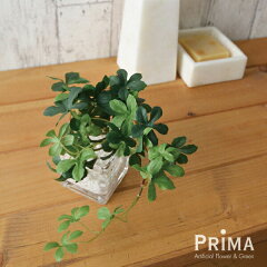 https://thumbnail.image.rakuten.co.jp/@0_mall/prima-shop/cabinet/new_img/mini_green_19cm/prgr-0779_img01.jpg