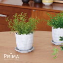 【公式】アスパラガス ハピプランター 観葉植物 フェイクグリーン | GREENPARK 人工観葉植物 造花 おしゃれ リアル イミテーション インテリアグリー...