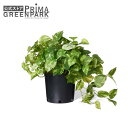 【公式】ポトス インナーポット 観葉植物 フェイクグリーン | GREENPARK 人工観葉植物 造花 おしゃれ リアル イミテーション インテリアグリーン ア...