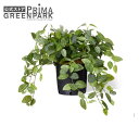 【公式】フィットニア インナーポット 観葉植物 フェイクグリーン | GREENPARK 人工観葉植物 造花 おしゃれ リアル イミテーション インテリアグリー...