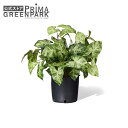 【公式】カラジウム インナーポット 観葉植物 フェイクグリーン | GREENPARK 人工観葉植物 造花 おしゃれ リアル イミテーション インテリアグリーン...