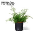 【公式】アジアンタム インナーポット 観葉植物 フェイクグリーン | GREENPARK 人工観葉植物 造花 おしゃれ リアル イミテーション インテリアグリー...