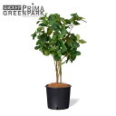 【公式】マグノリア インナーポット 観葉植物 フェイクグリーン | GREENPARK 人工観葉植物 造花 おしゃれ リアル イミテーション インテリアグリーン...