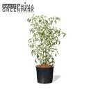 【公式】ベンジャミン インナーポット 観葉植物 フェイクグリーン | GREENPARK 人工観葉植物 造花 おしゃれ リアル イミテーション インテリアグリー...