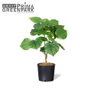 【公式】ウンベラータ インナーポット 観葉植物 フェイクグリーン | GREENPARK 人工観葉植物 造花 おしゃれ リアル イミテーション インテリアグリー...