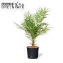【公式】アレカヤシ インナーポット 観葉植物 フェイクグリーン | GREENPARK 人工観葉植物 造花 おしゃれ リアル イミテーション インテリアグリーン...