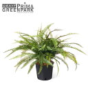 【公式】シダ インナーポット 観葉植物 フェイクグリーン | GREENPARK 人工観葉植物 造花 おしゃれ リアル イミテーション インテリアグリーン アー...