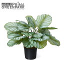 【ポイントUP】【公式】カラテア インナーポット 観葉植物 フェイクグリーン eco | GREENPARK 人工観葉植物 造花 おしゃれ リアル イミテーショ...
