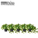 【公式】ポトス インナーポット 5個セット 観葉植物 フェイクグリーン | GREENPARK 人工観葉植物 造花 おしゃれ リアル イミテーション インテリア...