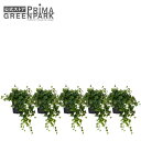 【公式】アイビー インナーポット 5個セット 観葉植物 フェイクグリーン | GREENPARK 人工観葉植物 造花 おしゃれ リアル イミテーション インテリ...