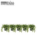 【公式】フィットニア インナーポット 5個セット 観葉植物 フェイクグリーン | GREENPARK 人工観葉植物 造花 おしゃれ リアル イミテーション イン...