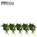 【公式】アイビー インナーポット 5個セット 観葉植物 フェイクグリーン | GREENPARK 人工観葉植物 造花 おしゃれ リアル イミテーション インテリ...