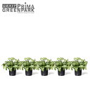 【公式】カラジウム インナーポット 5個セット 観葉植物 フェイクグリーン | GREENPARK 人工観葉植物 造花 おしゃれ リアル イミテーション インテ...