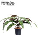 【公式】インシグニス インナーポット 観葉植物 フェイクグリーン | GREENPARK 人工観葉植物 造花 おしゃれ リアル イミテーション インテリアグリー...