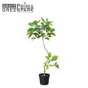 【公式】シェフレラ インナーポット H90cm 観葉植物 フェイクグリーン eco | GREENPARK 人工観葉植物 造花 おしゃれ リアル イミテーション...