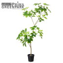 【公式】シェフレラ インナーポット H120cm 観葉植物 フェイクグリーン eco 【別倉庫直送品】 | GREENPARK 人工観葉植物 造花 おしゃれ リ...