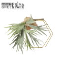 【ポイントUP】【公式】ヘキサゴン ビカクシダ 観葉植物 フェイクグリーン | PRIMA GREENPARK フェイクフラワー インテリア ウォールフラワー ...