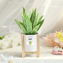 Paper Spiritz ポップアップバースデーカード 3D鉢植え植物ポップアップカード サンキューカード バースデーカード 父の日 母の日 記念日 バレンタ...