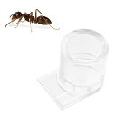 YBGGJO 蟻の給水器 コオロギの給水器 小型 透明 3*4cm 爬虫類の餌皿 アリ農場アクセサリー アリの餌入れ クリア アリを飼う 昆虫用餌 アリの餌付け...