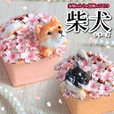 柴犬のジュエリーボックス(ふくと白桜) ドッグ いぬ 小物入れ しばけん 宝石箱 ピィアース PIEARTH 贈り物 結婚祝い ブライダルギフト 喜寿 米寿 還暦 クリスマスギフト(4)