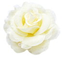 パールが上品♪チュール&オーガンシーのローズコサージュ(ホワイト)薔薇/髪飾り/アクセサリー/女/花/ヘッドドレス/ヘアアクセサリー/フォーマル/結婚式/発表会/ピアノ/かわいい/おしゃれ/入園/入学式/卒園式/プレゼント