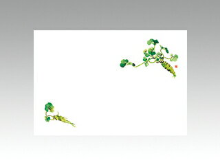 【100枚】テーブルマット 尺3寸 No.206 わさび カミイソ産商 春(5月-7月) 大豆インキ使用 使い捨て 料..