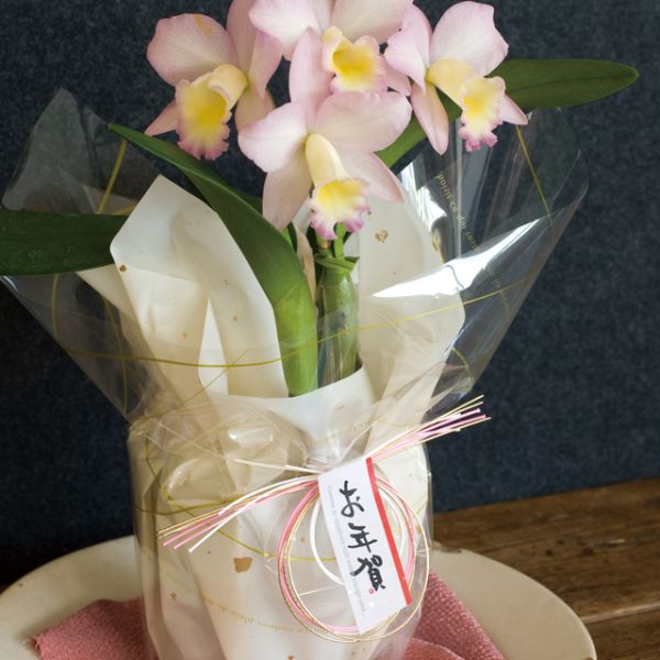 【1点】フィルムシート OPPロール ウェーブ-ゴールド(1巻) ヘッズ 00449342