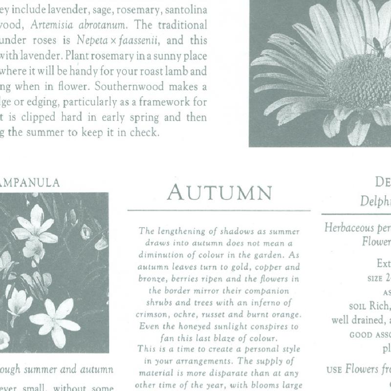 ��1�ޡۥ��եȻ�� 49-1420 ������ �����ǥ����󥰥졼�� Ⱦ��Ƚ 50���� �������� 00778011