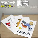 フラッシュカード【動物】■A4 ラミネート加工■ 英語教材 学習 英単語 教育 発音 子供 小学校英語 英語カード 単語カード 幼稚園児 小学校 子ども英語 フ...