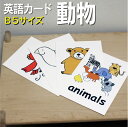 フラッシュカード【動物】■B5 ラミネート加工■ 英語カード.com 送料無料 英単語 1歳 2歳 3歳 4歳 5歳 6歳 教材 学習 子供 子ども こども 小...