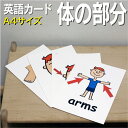 フラッシュカード【体の部分】■A4サイズ■ 英語カード.com 送料無料 英単語 1歳 2歳 3歳 4歳 5歳 6歳 教材 学習 子供 子ども こども 小学校 ...