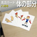 フラッシュカード えらべる 英語 カード.com【体の部分】■ハガキサイズ■ 送料無料 英単語 1歳 2歳 3歳 4歳 5歳 6歳 教材 学習 子供 子ども こ...