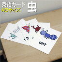 フラッシュカード【虫】■A5サイズ■ 英語カード.com 送料無料 英単語 1歳 2歳 3歳 4歳 5歳 6歳 教材 学習 子供 子ども こども 小学校 幼稚園...