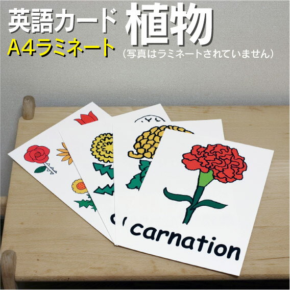 絵本・図鑑（6歳向き） フラッシュカード【植物】■A4 ラミネート加工■ 英語カード.com 送料無料 英単語 1歳 2歳 3歳 4歳 5歳 6歳 教材 学習 子供 子ども こども 小学校 幼稚園 中学校 星みつる式 幼児 小学生 単語カードえいご 絵本 1年 2年 3年 4年 5年 6年