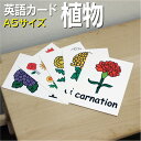 フラッシュカード【植物】■A5サイズ■ 英語カード.com 送料無料 英単語 1歳 2歳 3歳 4歳 5歳 6歳 教材 学習 子供 子ども こども 小学校 幼稚...
