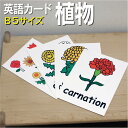 フラッシュカード【植物】■B5 ラミネート加工■ 英語カード.com 送料無料 英単語 1歳 2歳 3歳 4歳 5歳 6歳 教材 学習 子供 子ども こども 小...