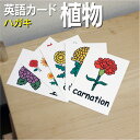 フラッシュカード【植物】■ハガキサイズ■ 英語カード.com 送料無料 英単語 1歳 2歳 3歳 4歳 5歳 6歳 教材 学習 子供 子ども こども 小学校 幼...