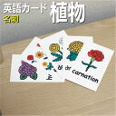 フラッシュカード【植物】■名刺サイズ■ 英語カード.com 送料無料 英単語 1歳 2歳 3歳 4歳 5歳 6歳 教材 学習 子供 子ども こども 小学校 幼稚...