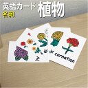 英語教材 バイリンガル autumn leaves もみじ 紅葉 落ち葉 bamboo 竹 たけ carnation カーネーション かーねーしょん cherry blossoms 桜 さくら サクラ chrysanthemum 菊 キク きく daffodil水仙 すいせん dandelion たんぽぽ タンポポ flowers 花 はな hydrangea あじさい 紫陽花 iris あやめ 菖蒲 leaf 葉 は lily ユリ ゆり morning glory 朝顔 あさがお アサガオ peach blossoms モモ もも 桃 rose バラ ばら 薔薇 sunflower ひまわりヒマワリ tree 木 き 樹木 tulip チューリップ ちゅーりっぷフラッシュカード えらべる英語カード【植物】名刺サイズ ラミネート加工 名刺サイズ ラミネート加工 他にもたくさんの絵カードが選び放題!!!　&darr;　&darr;　&darr;　&darr;　&darr;　&darr;　&darr;　&darr; &nbsp; &nbsp; &nbsp; 　　 &nbsp; &nbsp; 　● 両面マット 　● 落ち着いた手触り 　● 単語ゲーム 　● 2セットあれば神経衰弱 　● 記憶用に 　● 0.33mm 　● 官製はがきより厚い 　● コシはシッカリ &nbsp; 商 品 仕 様 サイズ　：　名刺サイズ ラミネート加工 枚数　　：　18枚 用紙　　：　マットコート 厚さ　　：　0.33mm