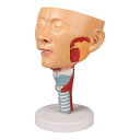 喉と喉頭モデル C133