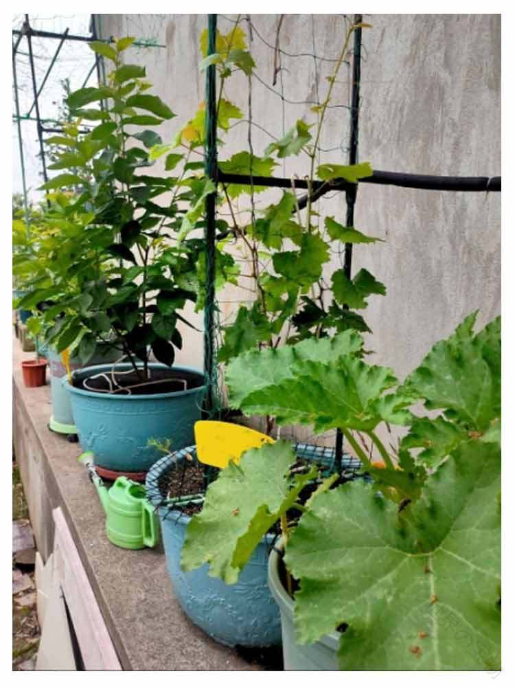 【楽天スーパーセール】防草シート 除草シート 雑草シート 防草 雑草防止 国産防草...