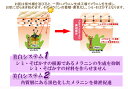 ＼初回限定★お一人様1セット♪／【スキンケアサンプル】美白も！ハリ・弾力も！おまかせの美容液薬用美白美容液・薬用Activatorエッセンス(アクティベーターエッセンス)