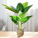 フェイクグリーン 人工観葉植物 光触媒 大型観葉樹 高さ65CM インテリア 鉢は取り外し不可 簡単保养 室内、家庭、日よけバルコニー、結婚、現代的な装飾、引越しのギフトに最適 (ディフェンパキア)