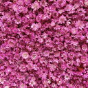 ドライフラワー 樹脂ミニフラワー レジン ドライフラワー ソリッドカラーは1パック約150本 カラーは1パック約280本 エンボス材ネイルペンダントDIYクラフ...