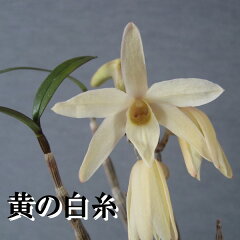 https://thumbnail.image.rakuten.co.jp/@0_mall/ps-hamanako/cabinet/03615715/imgrc0068864504.jpg