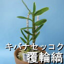 長生蘭 『キバナノセッコク覆輪縞』 素焼き鉢仕立て 長生蘭 『キバナノセッコク覆輪縞』 素焼き鉢仕立て